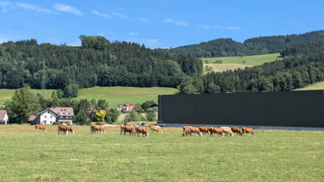 Grasende Kuhe neben den Produktionshallen von Welser Profile in Gresten.