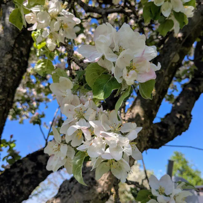 Apfelbaumblüte beim Mostheurigen Zeilinger in Euratsfeld.