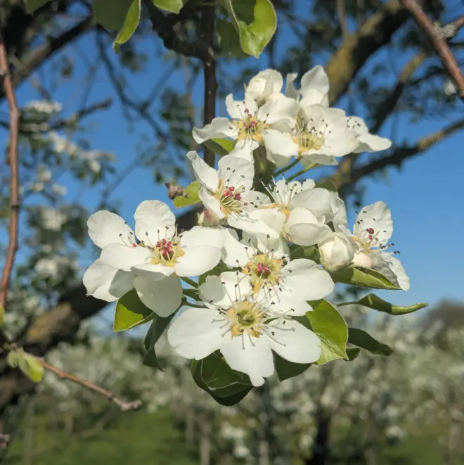 Apfelbaumblüte bei Oberzeillern.