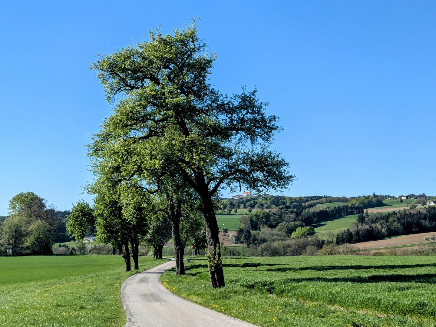 Birnbäume mit Kirche Kollmitzberg im Hintergrund.