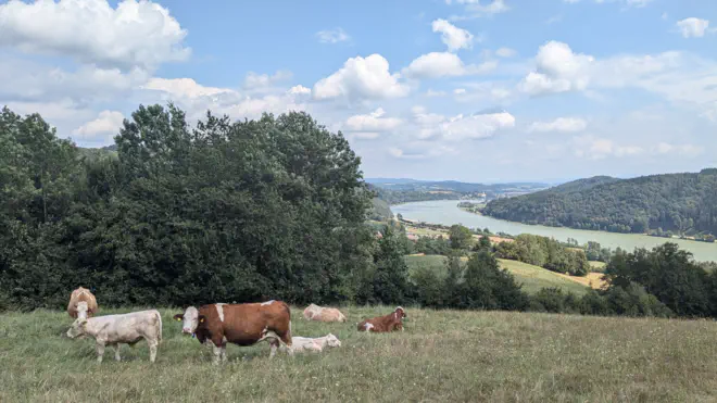 Eine Kuhherde grast auf der Weide über Weins im Strudengau mit herrlichem Donaublick.