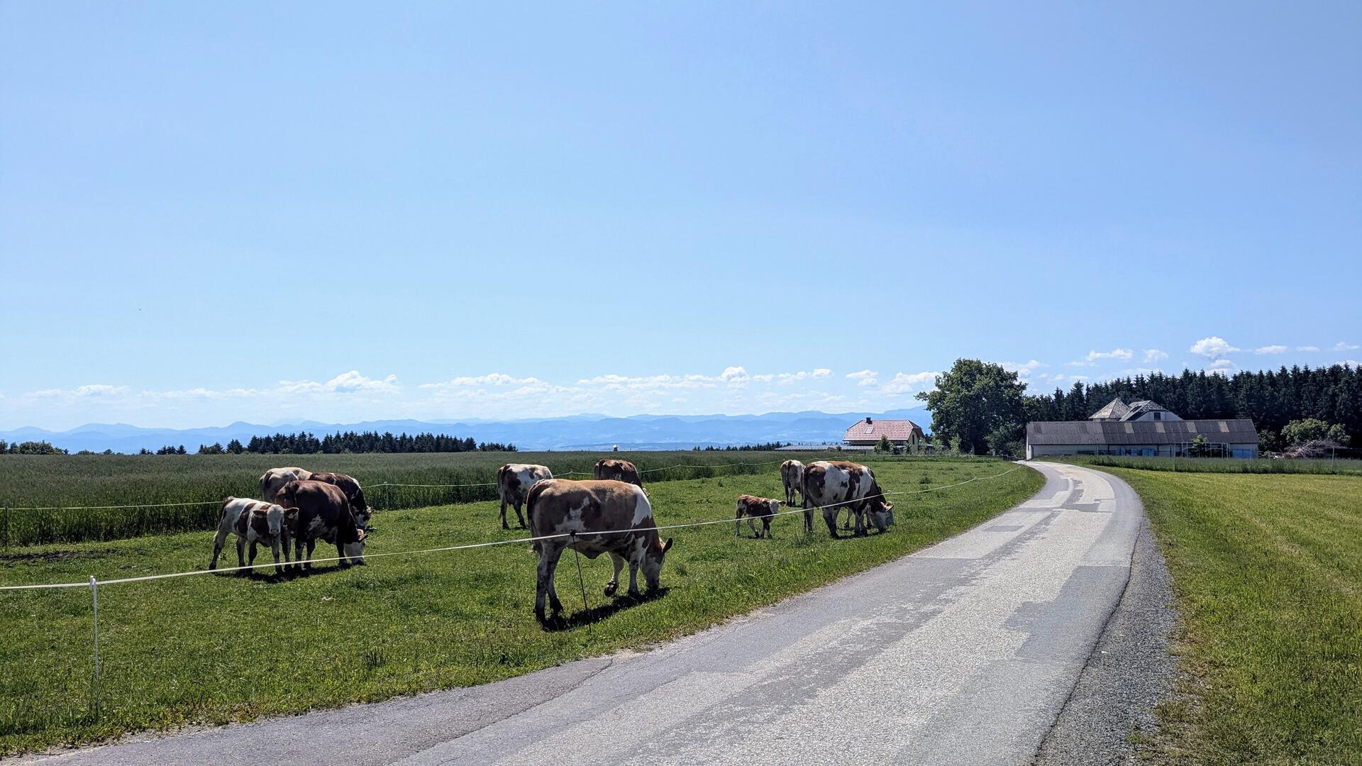 Kuhherde mit Kälbern.