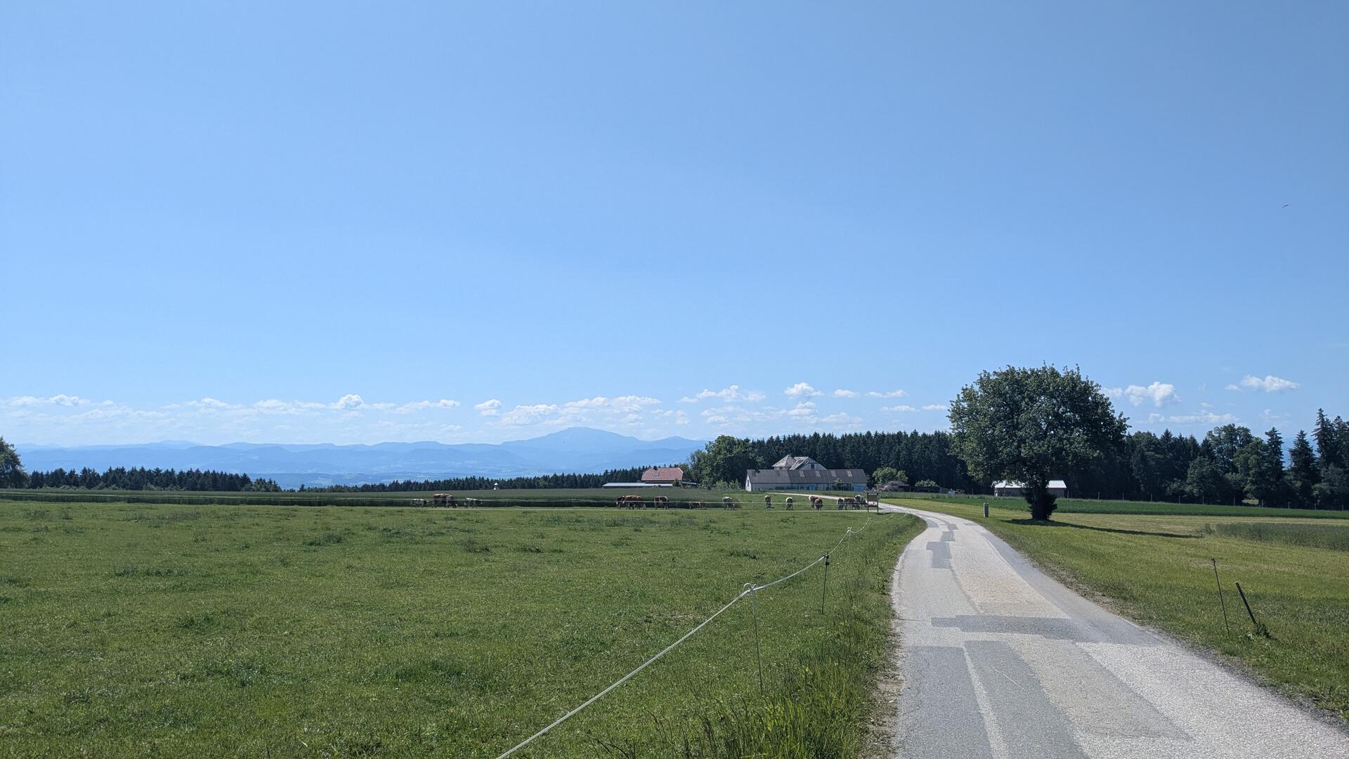 Grasende Kühe bei Feldmüllerstall am Ostrong.
