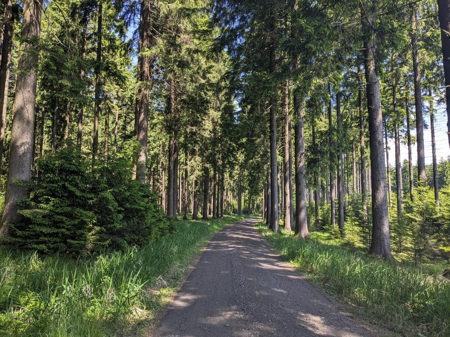 Forststraße tief im Ostronger Wald.