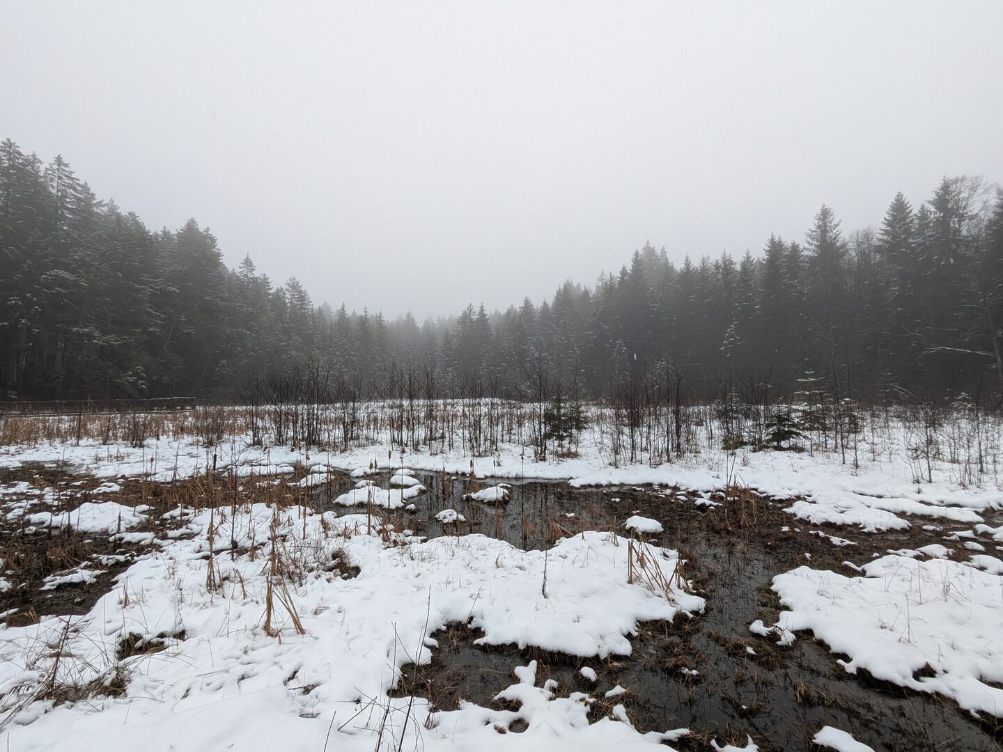 Verschneiter Moorwald