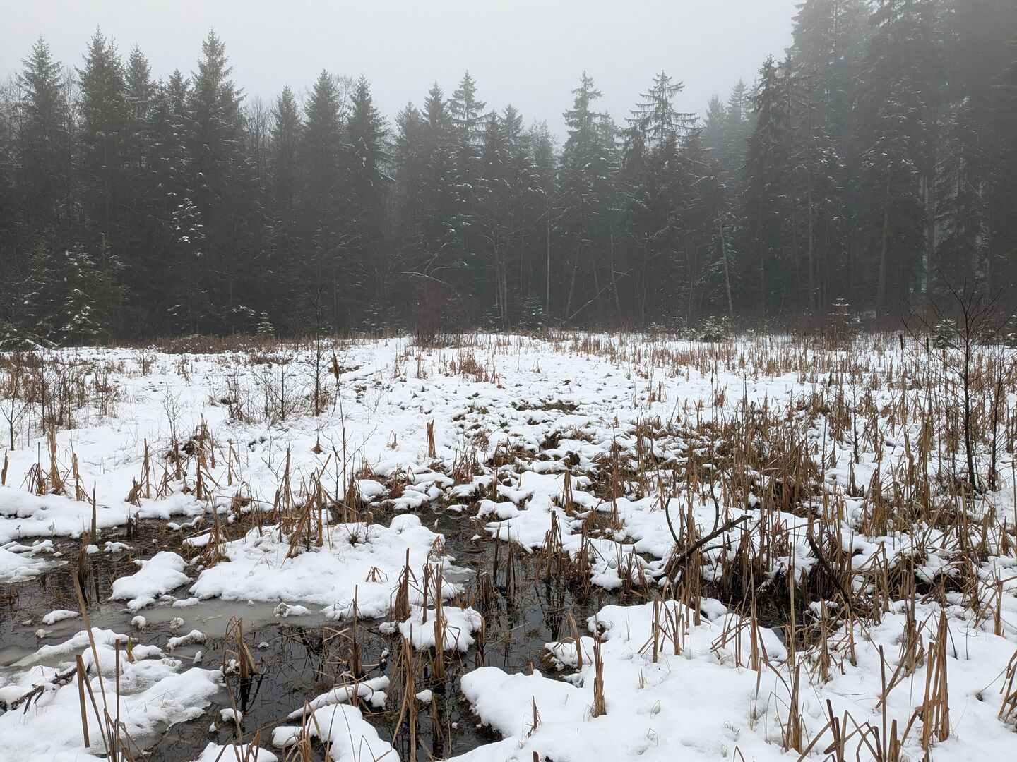 Schneebedecktes Moor bei Bad Leonfelden