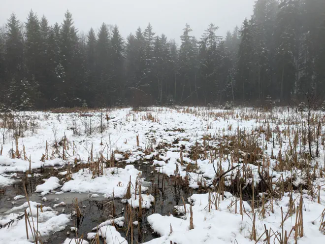 Schneebedecktes Moor bei Bad Leonfelden