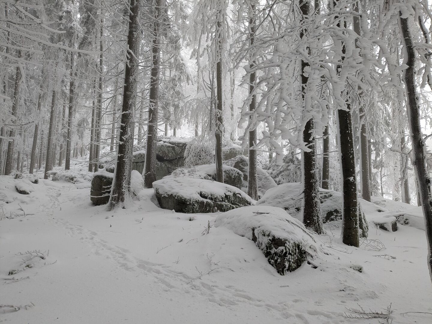 Pilzstein mit Schnee bedeckt im Wald
