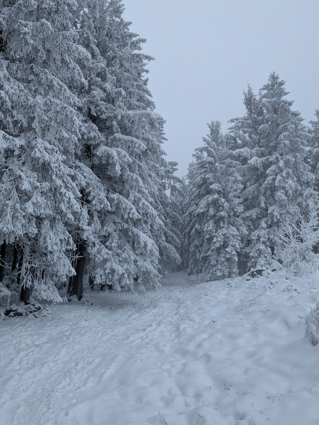 Schneebedeckter Waldweg durch den Sternwald bei Bad Leonfelden.