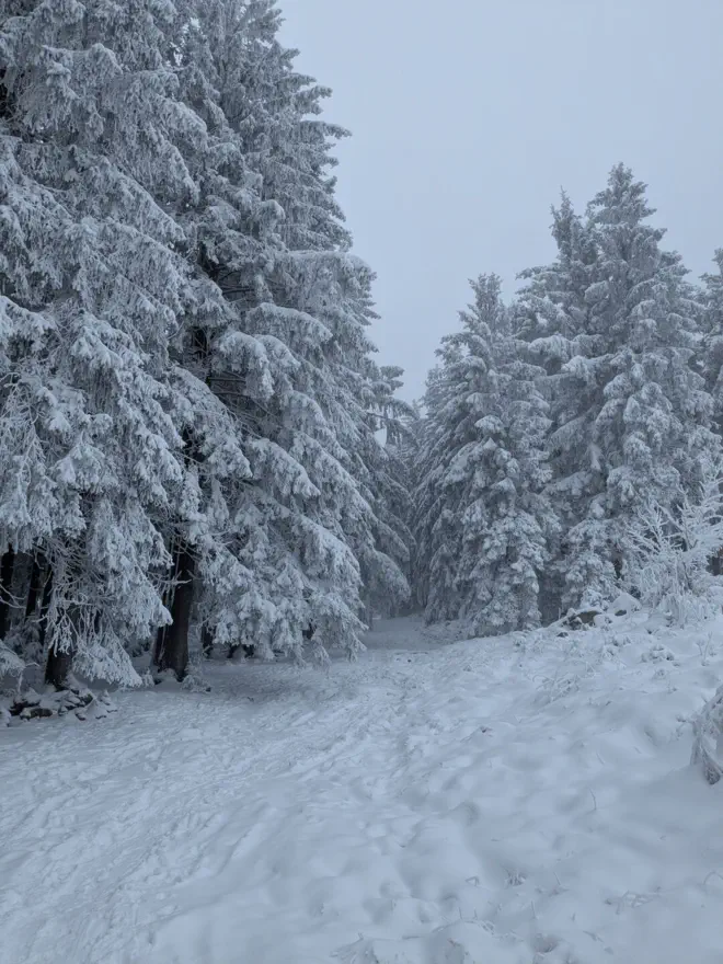 Snow-covered forest path through the Sternwald near Bad Leonfelden.