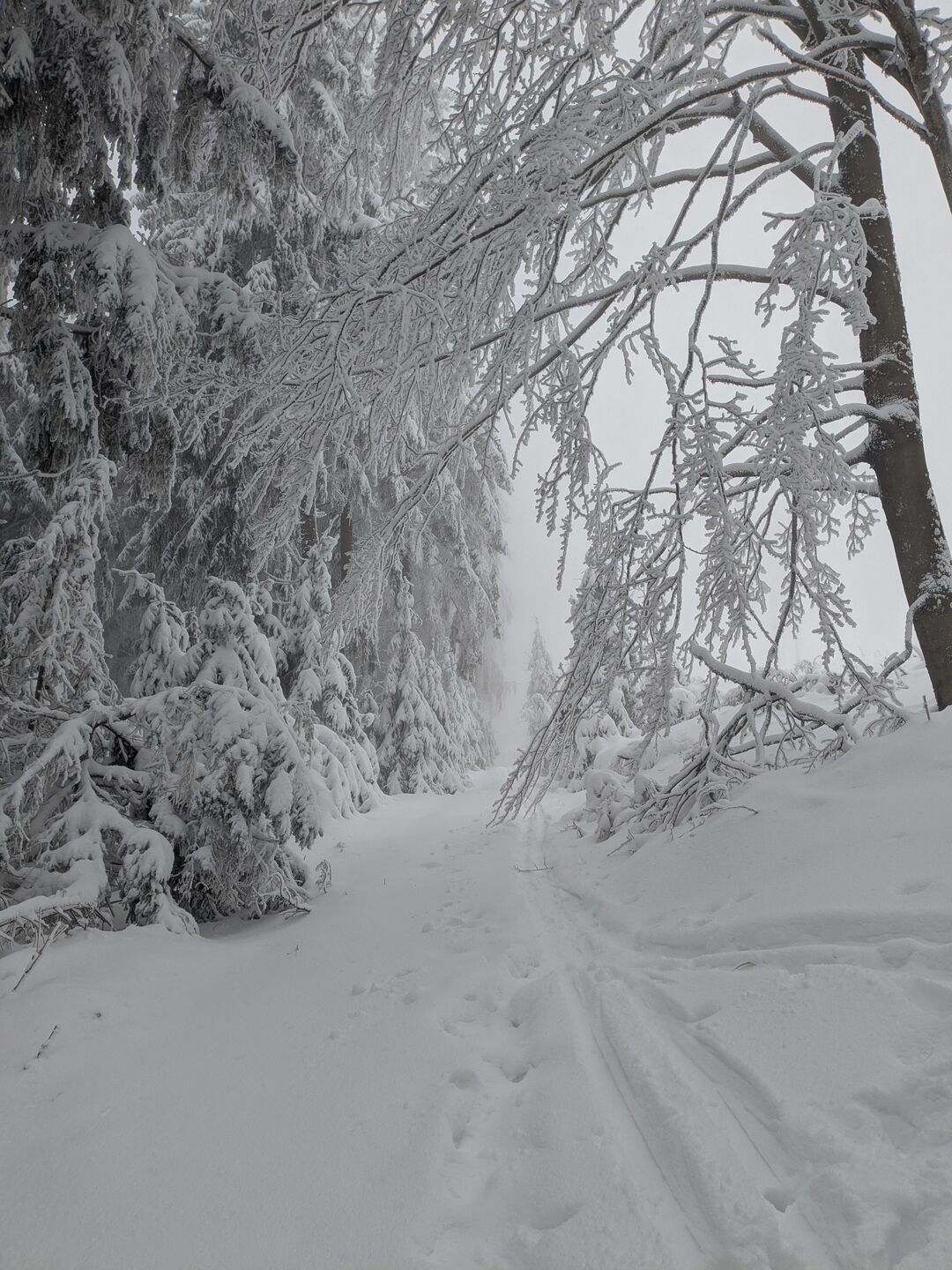 Waldweg mit Ski- und Schuhspuren im Sternwald bei Bad Leonfelden.
