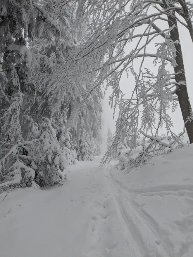 Forest path with ski and boot tracks in the Sternwald near Bad Leonfelden.