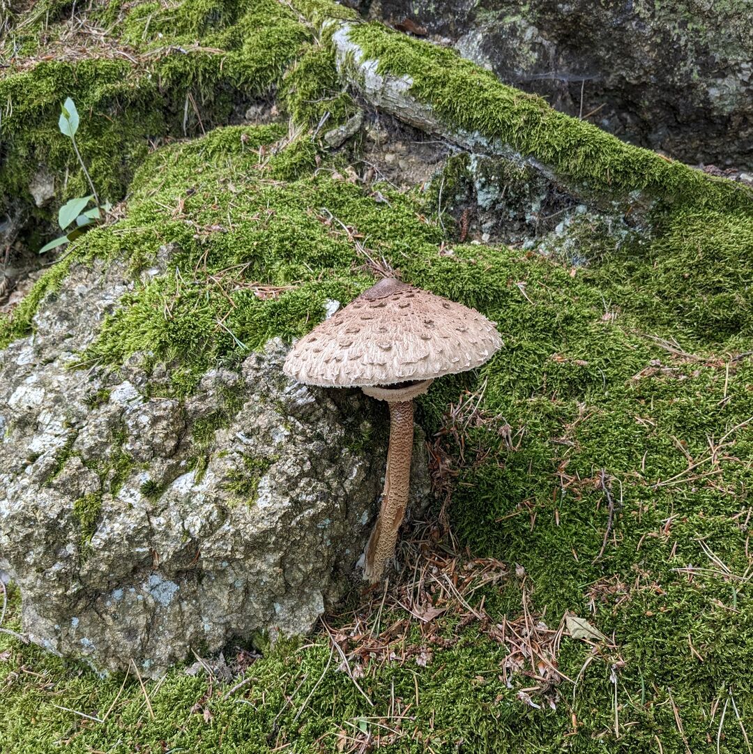 Pilz im Wald bei Ysper.