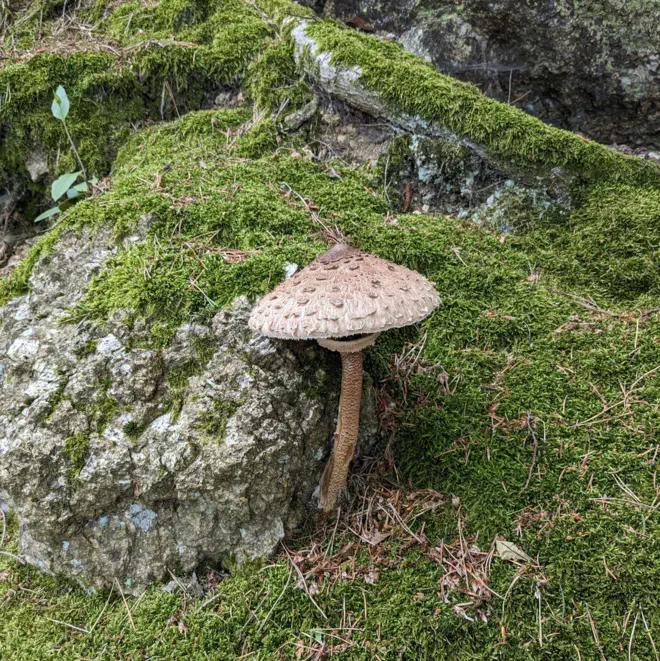 Pilz im Wald bei Ysper.