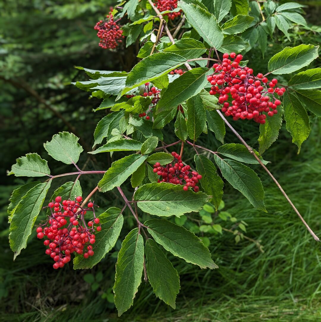 Roter Holunder im Wald.