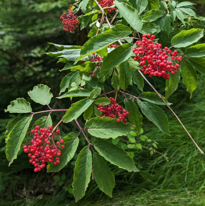 Roter Holunder im Wald.