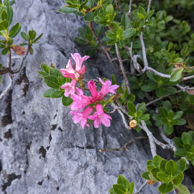 Bewimperte Alpenrose am Hochschwab.