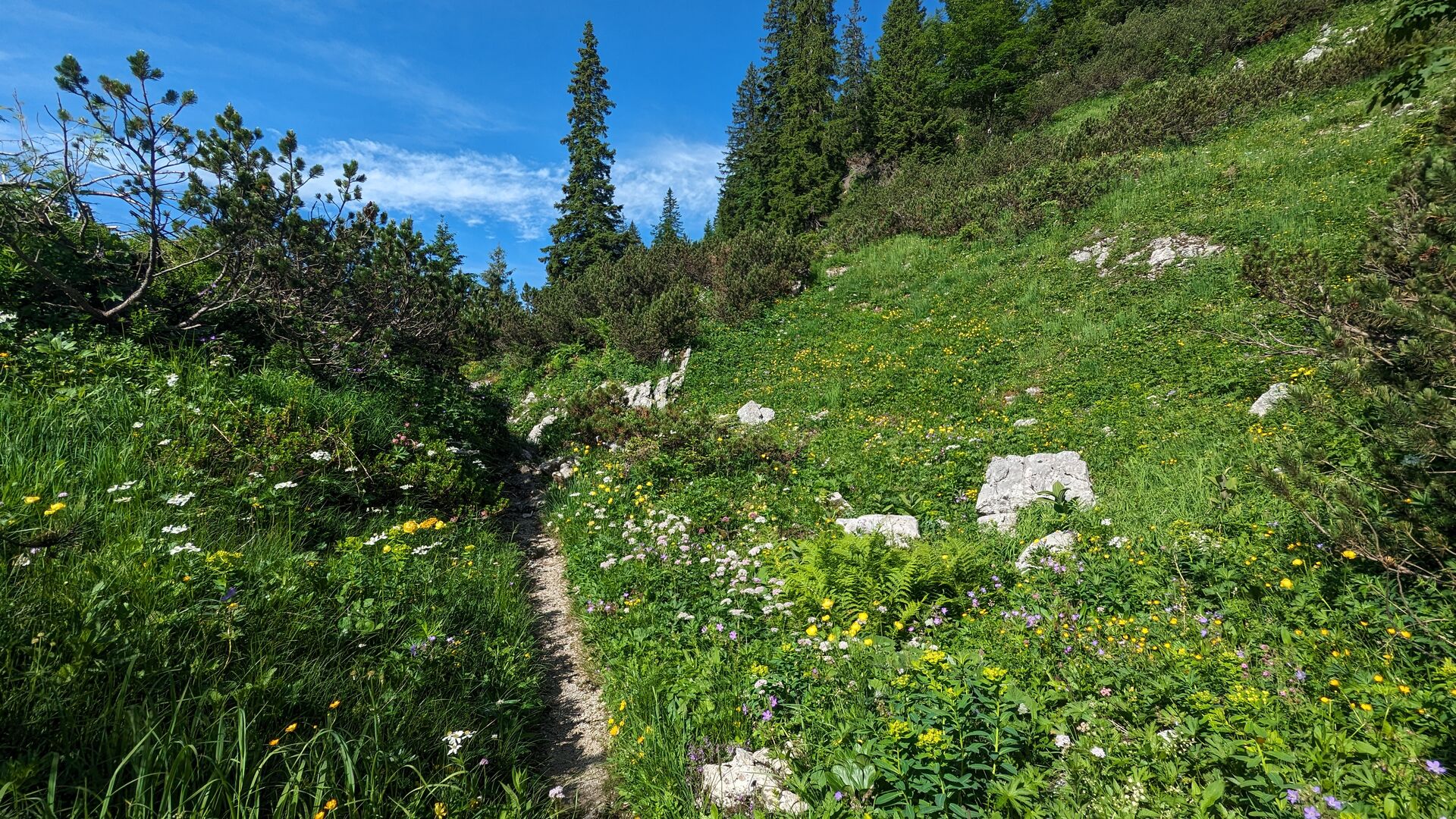 Blumenwiese auf der Wiesenalm am Dürrenstein.