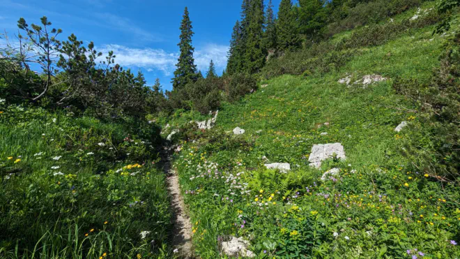 Blumenwiese auf der Wiesenalm am Dürrenstein.