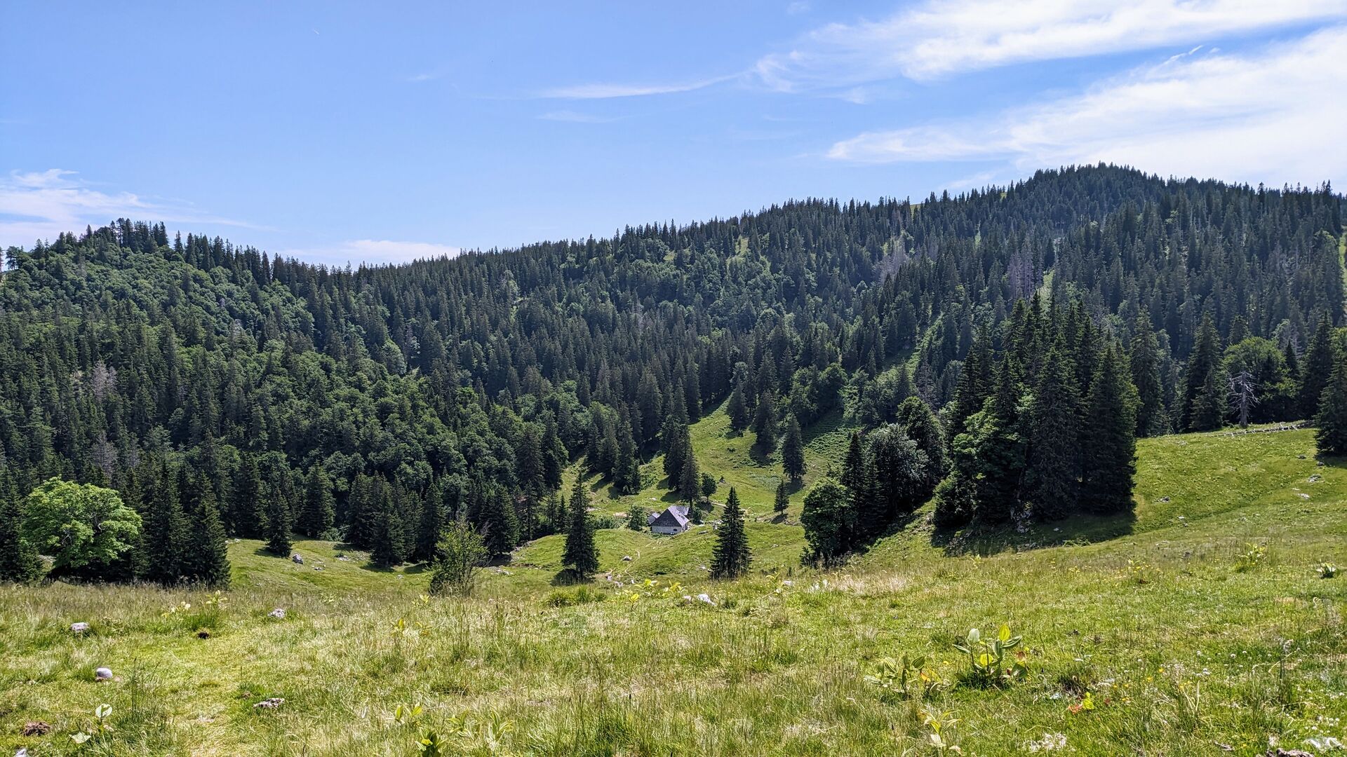 Steinerne Herrenalmhütte inmitten von Fichten