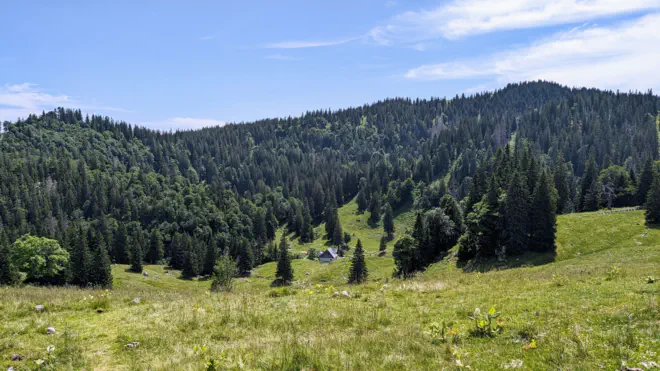 Steinerne Herrenalmhütte inmitten von Fichten