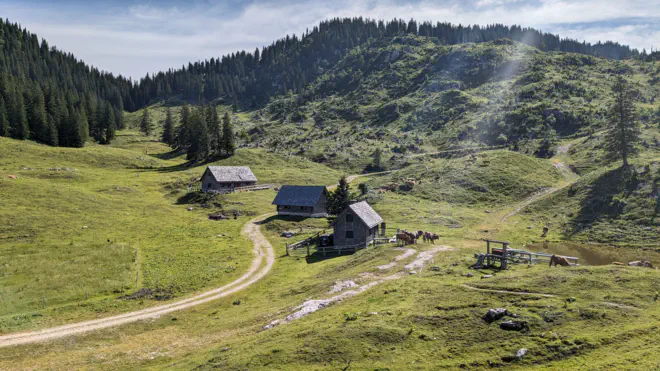 Traumhafte Wiesenalm bei der Ybbstaler Hütte.