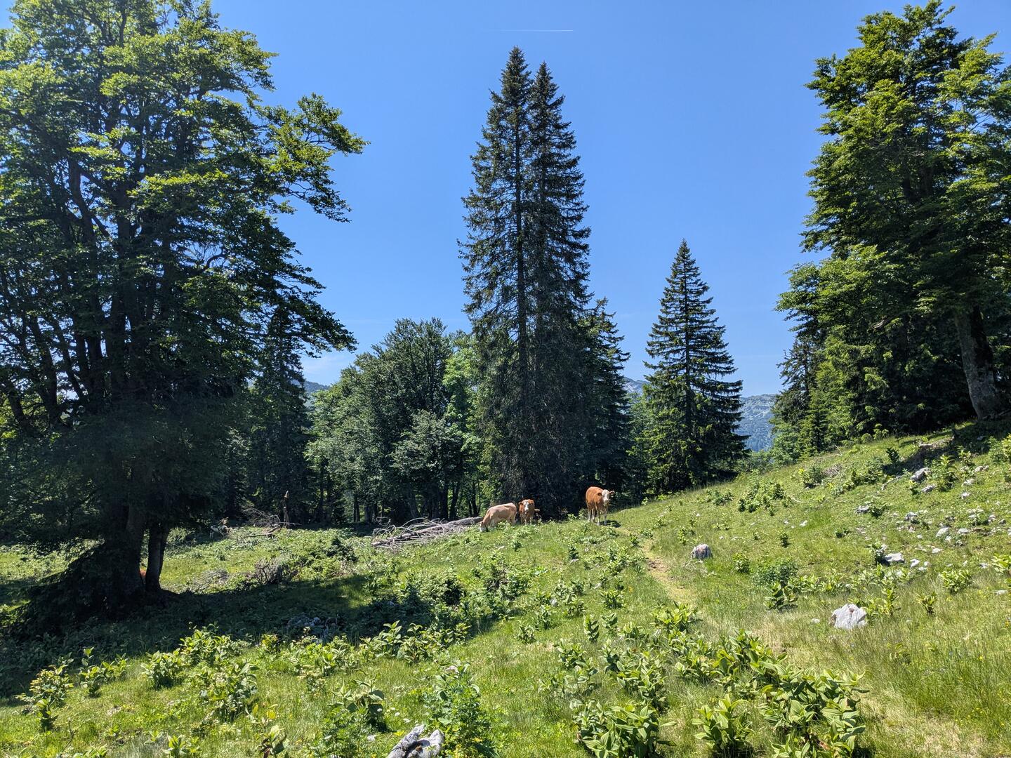 Kühe grasen und rasten auf der Herrenalm zwischen Nadelbäumen.