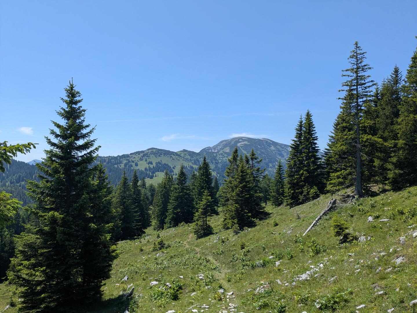 Eine Alm mit ein paar Fichten, die Schatten spenden.