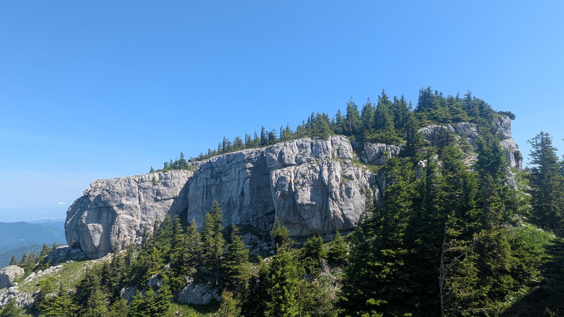Das Klippenplateau der Scheibe mit Latschen.