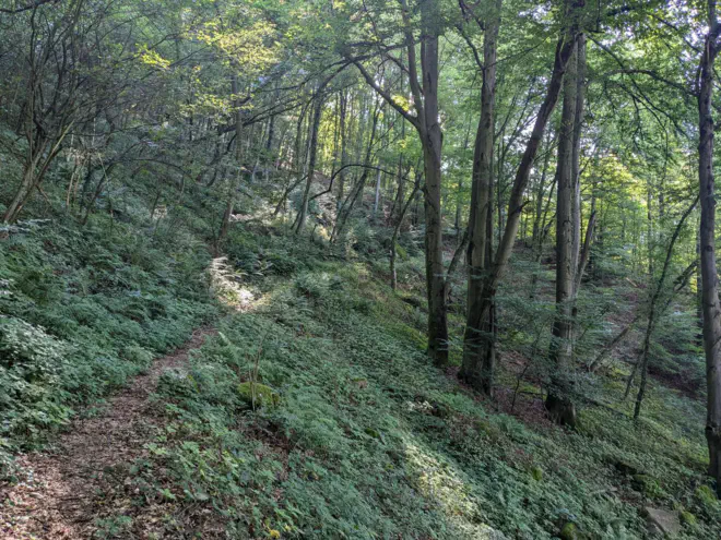Hinauf zum Predigtstuhl. Weg im Laubwald mit Farnen.