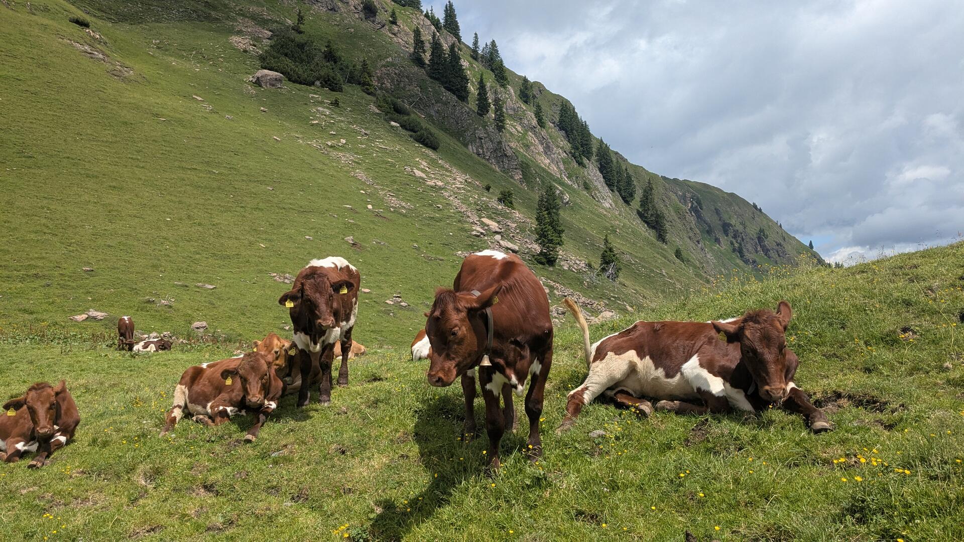 Pinzgauer liegen auf Almwiese.