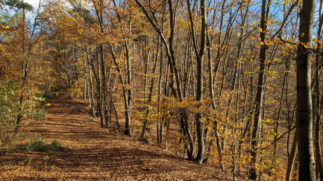 Herbstlicher Wald in der Wachau. Frisches Laub bedeckt den Wanderweg.