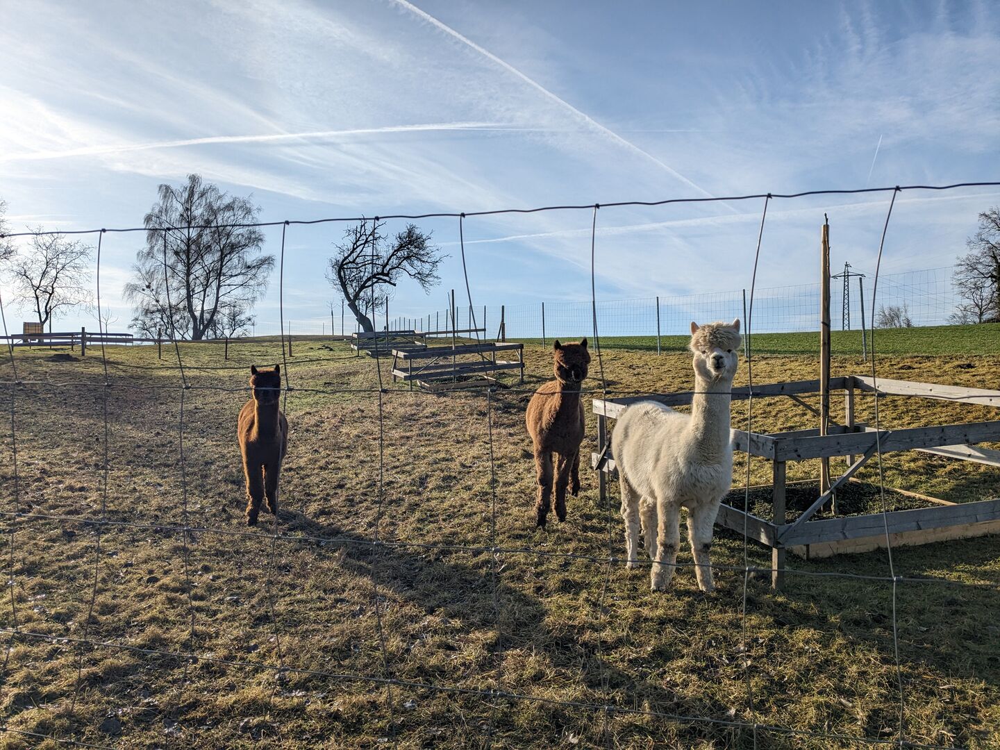 Alpakas in Ybbs auf der Weide.