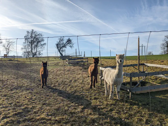 Alpacas on the pasture in Ybbs.