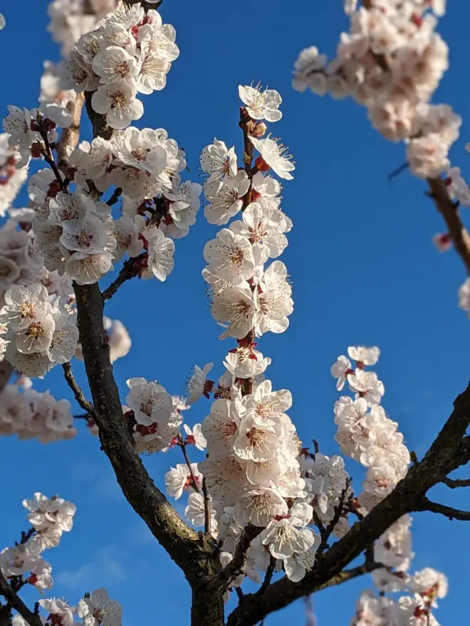 Herrliche Marillenblüte.