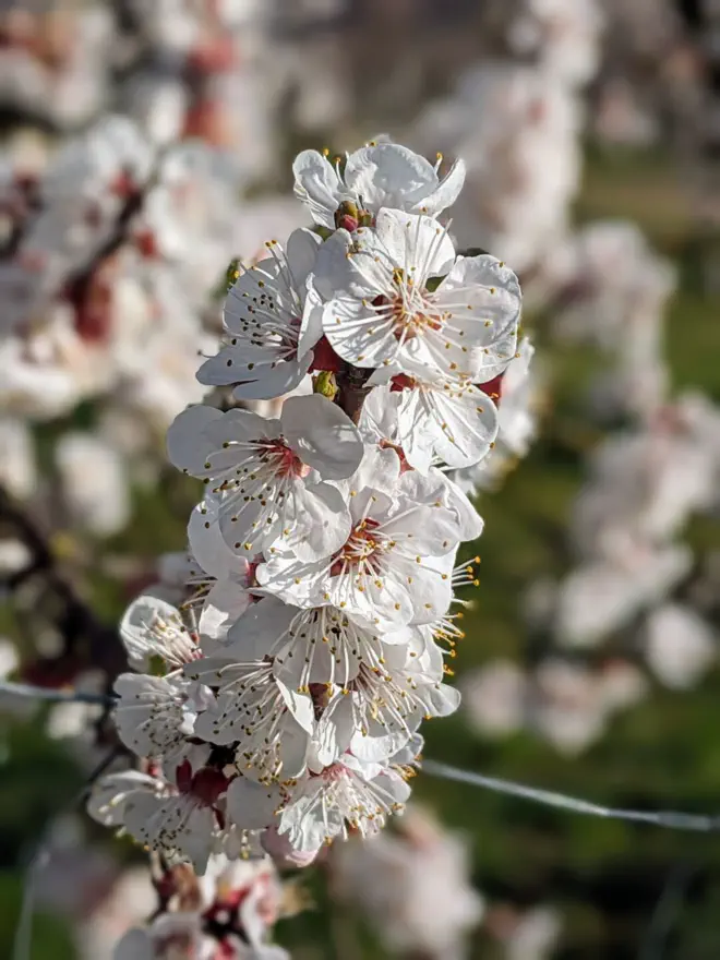 Weiße Marillenblüte ganz nah.
