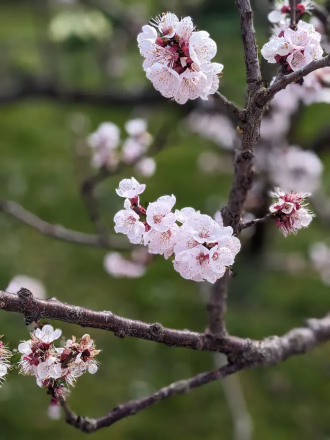 Marillenblüte.