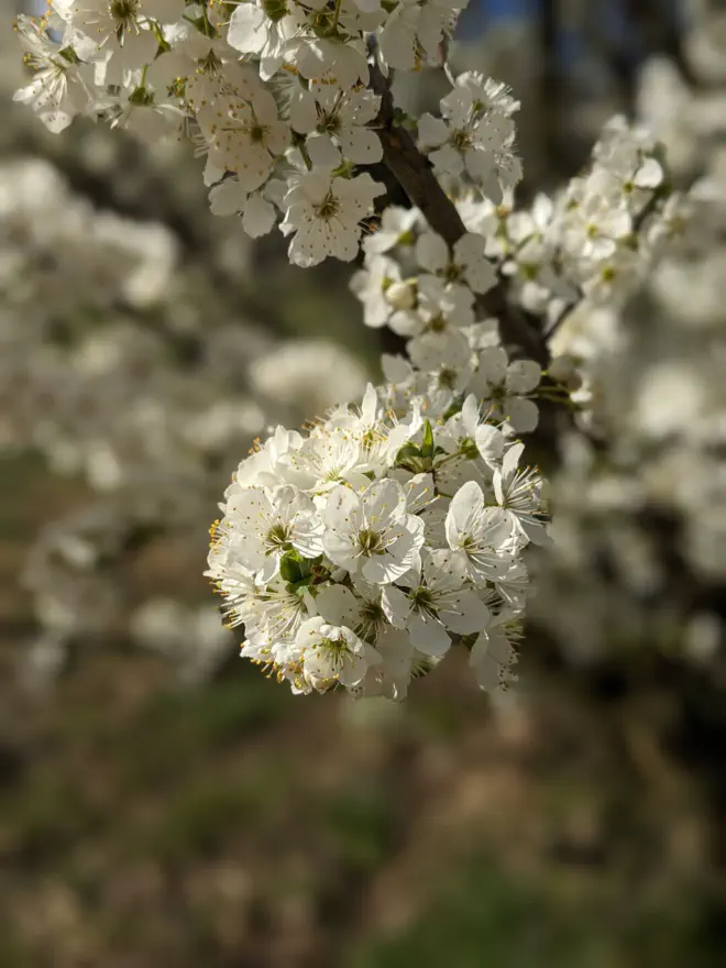 Blüte.