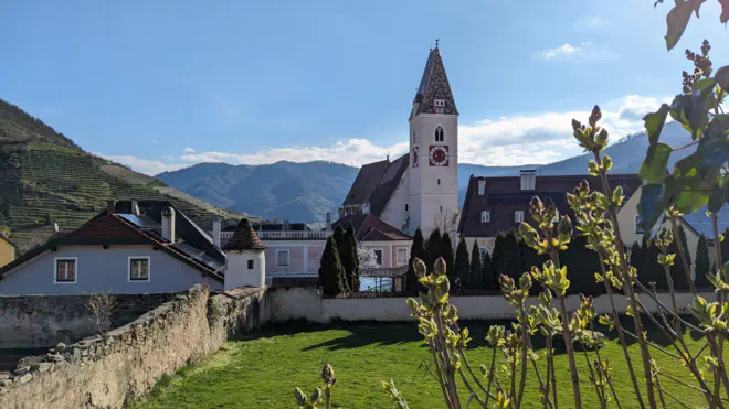 Kirchturm Spitz. Die Knospen sind noch verschlossen und blühen nicht.