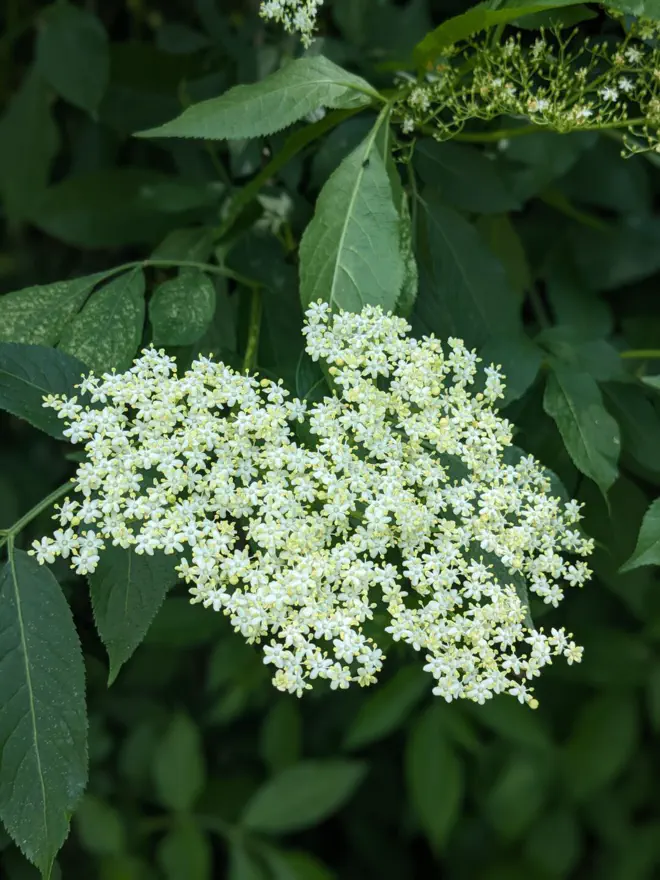 Elderberry flower.