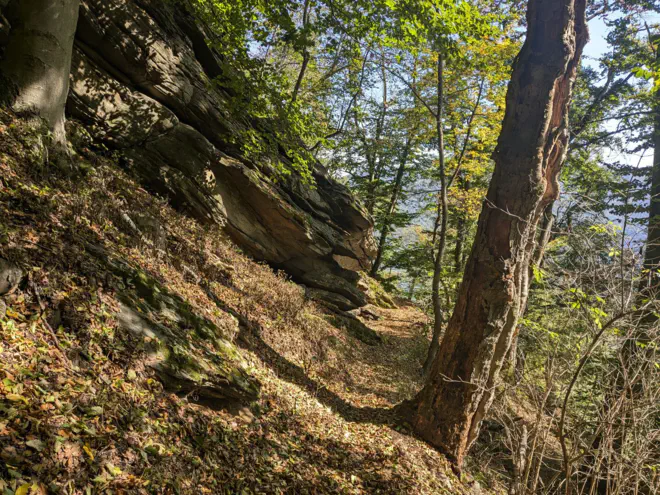 Belaubter Waldweg im Naturpark Jauerling.