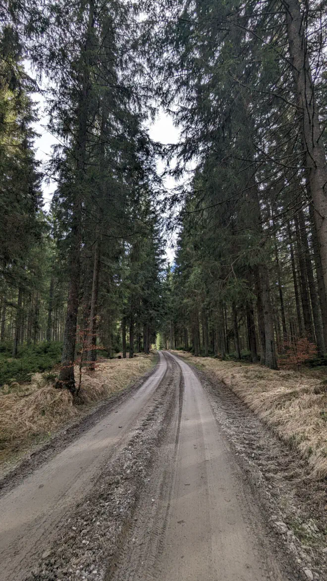 Ruhige Forststraße im Weinsberger Wald.