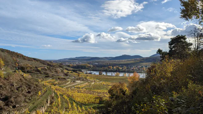 In gelb gefärbte Weinberge bei Dürnstein mit Blickrichtung Stift Göttweig.