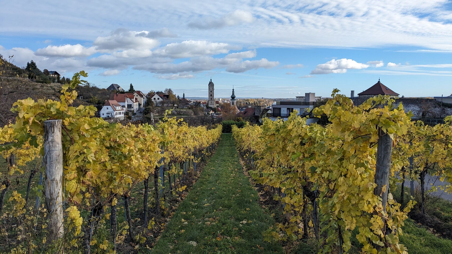 Die beiden Kirchtürme von Stein und die Ruine Stein umringt von gelblichen Weinreben.