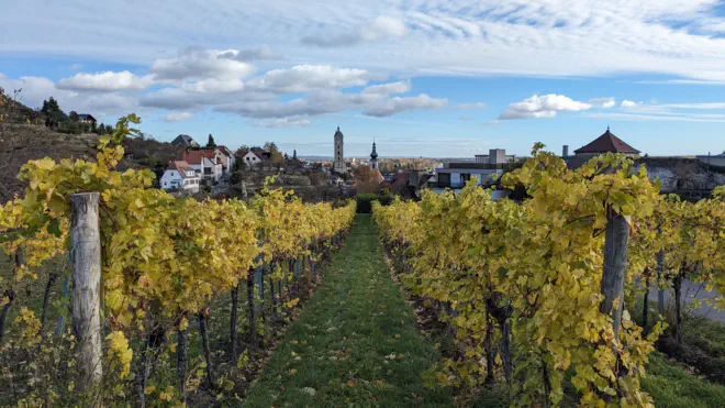 Die beiden Kirchtürme von Stein und die Ruine Stein umringt von gelblichen Weinreben.