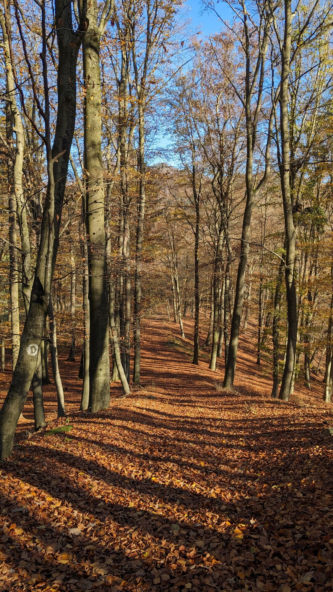 Waldweg hinab nach Aggstein bedeckt mit goldenem Herbstlaub.