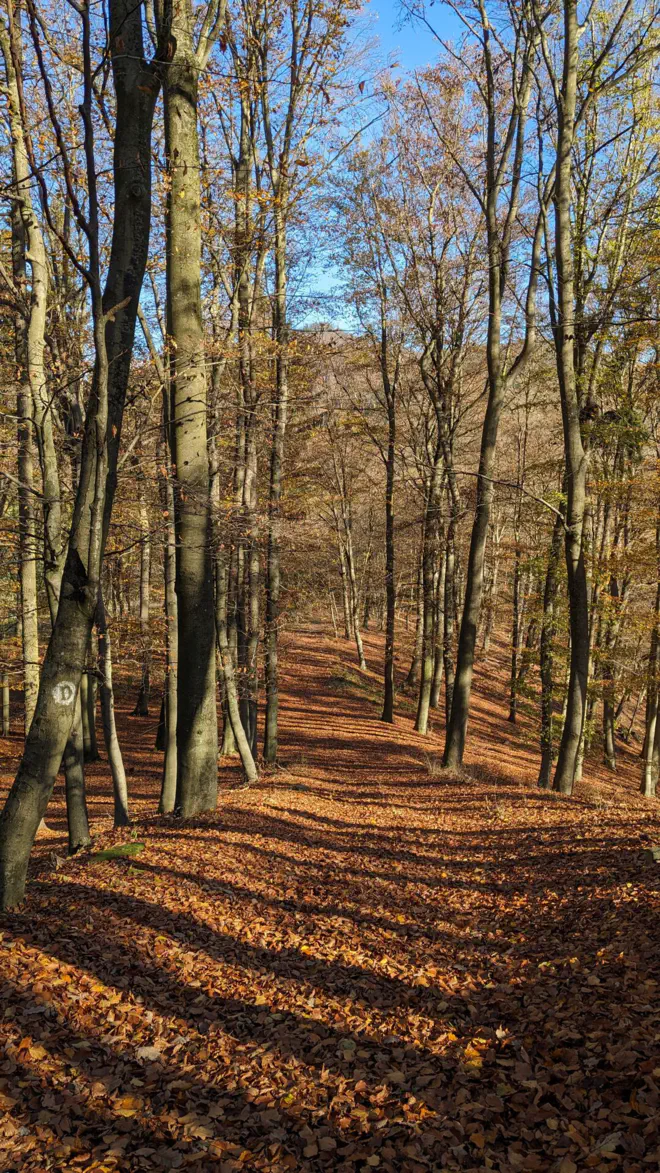 Waldweg hinab nach Aggstein bedeckt mit goldenem Herbstlaub.