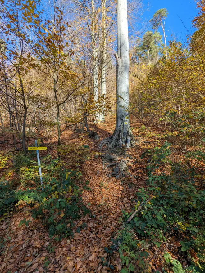 Kurzer, laubbedeckter Trampelpfad zum Hohen Stein.