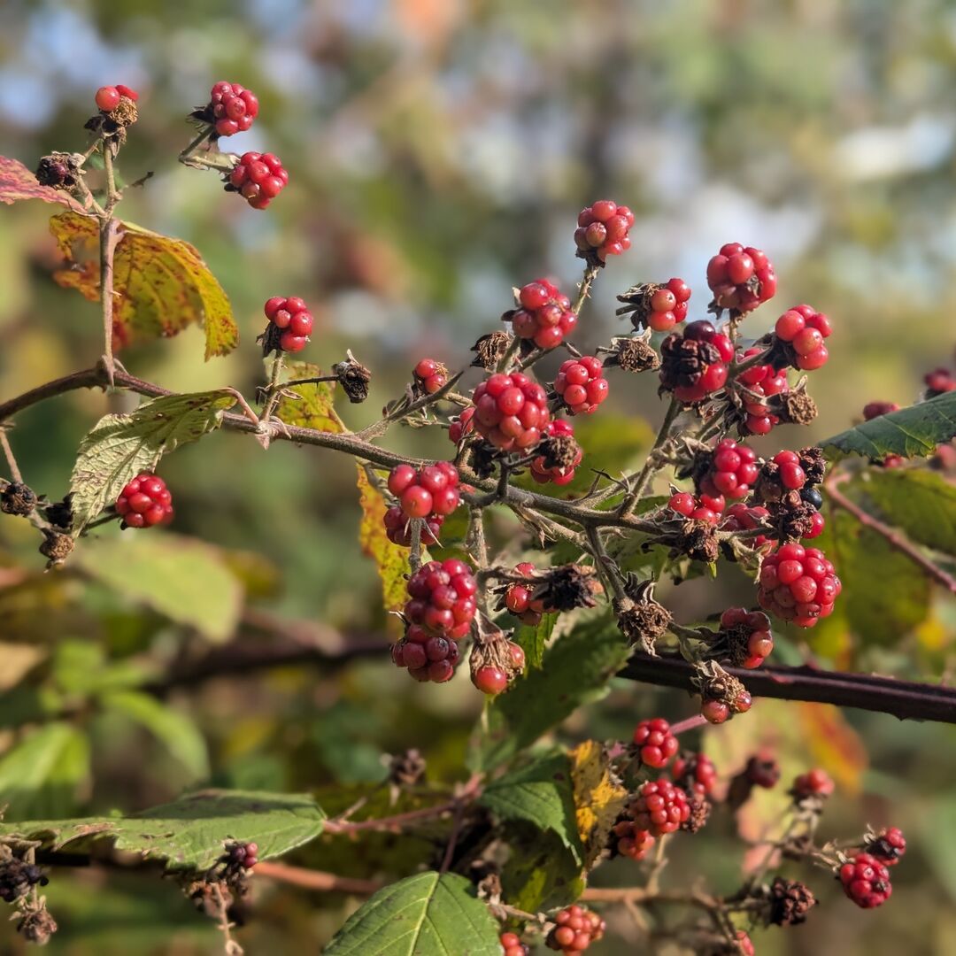 Rote Brombeeren auf Busch.