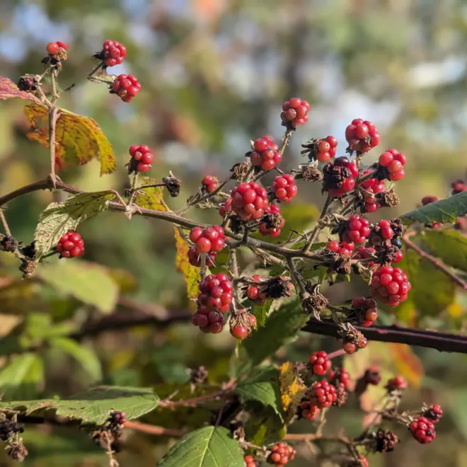 Rote Brombeeren auf Busch.